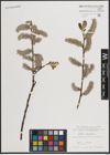 Foto von Salix caprea L.